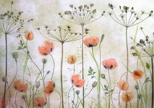 Poppy Meadow - Mandy Disher